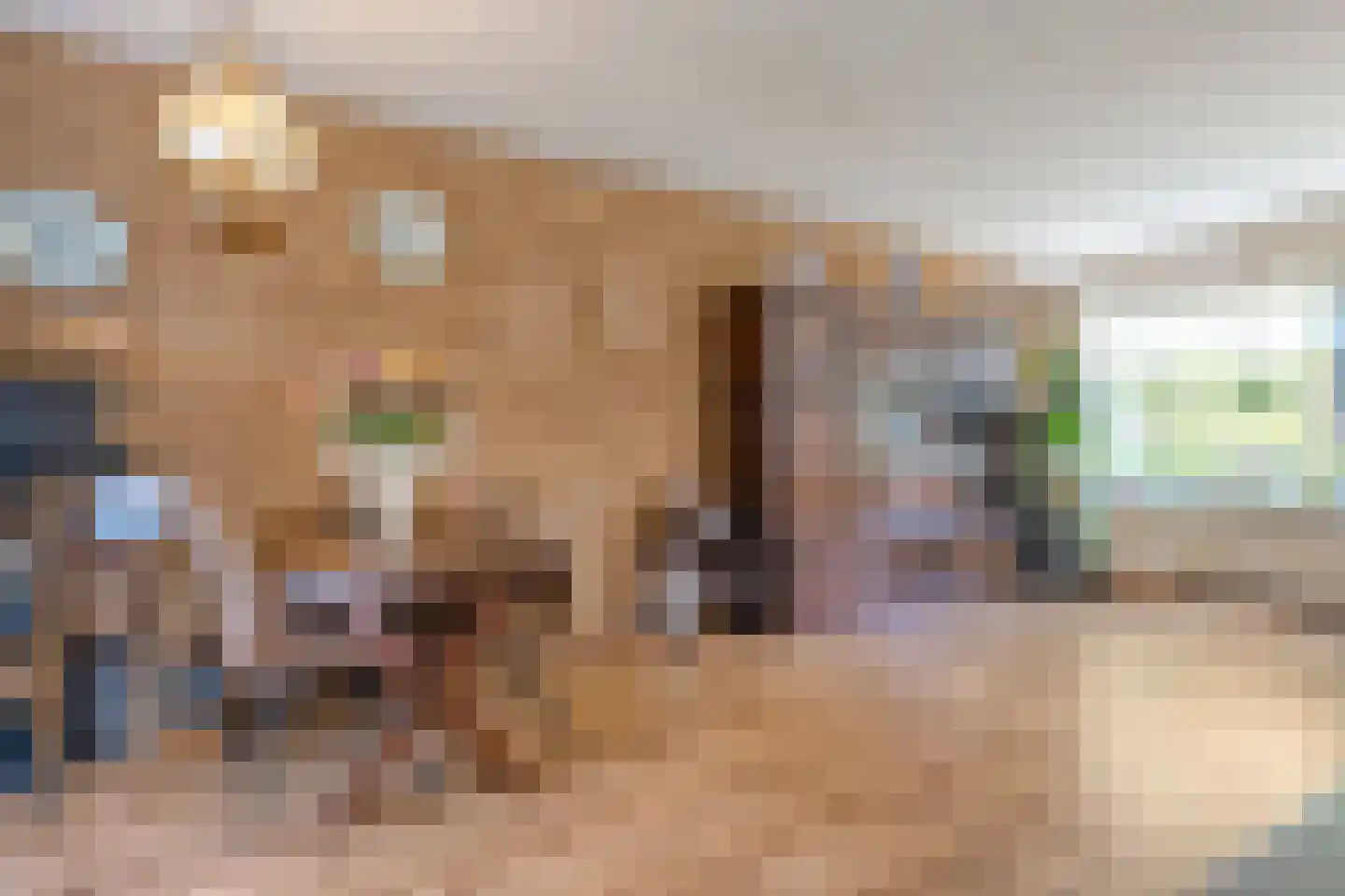 de Schouw 30 Raalte thumbnail 12