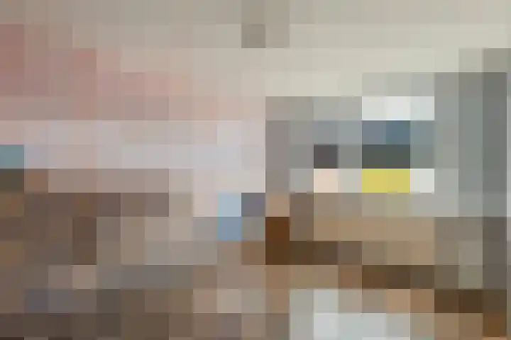 de Schouw 59 Raalte thumbnail 20