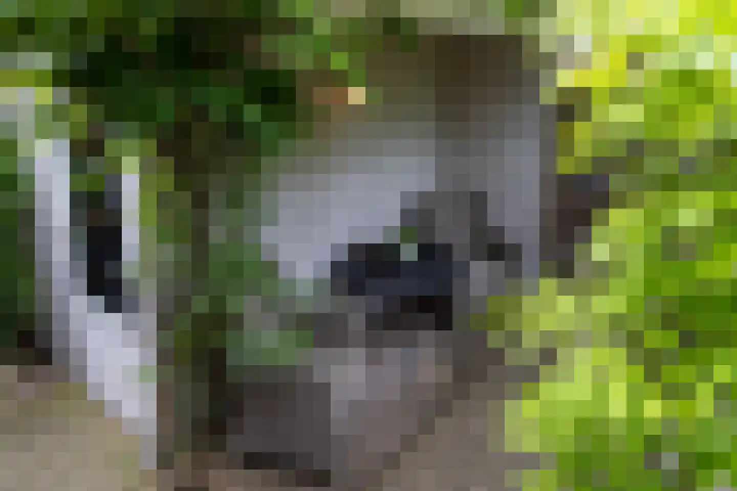 De Schouwgraaf 31 Ulft thumbnail 19
