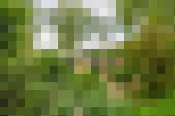 De Schure 15 in Vledder