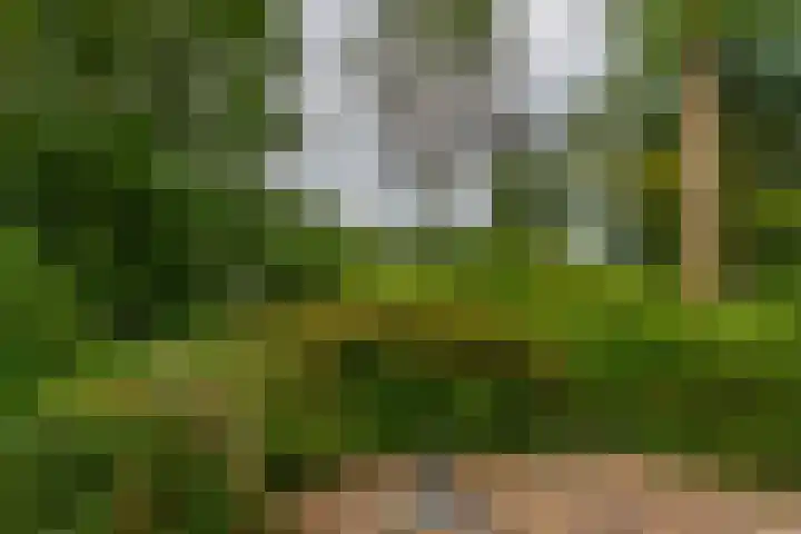 De Schure 15 Vledder thumbnail 30
