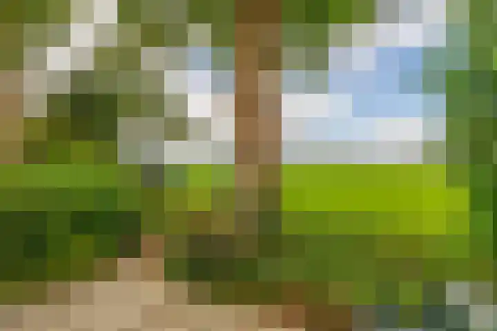 De Schure 15 Vledder thumbnail 36