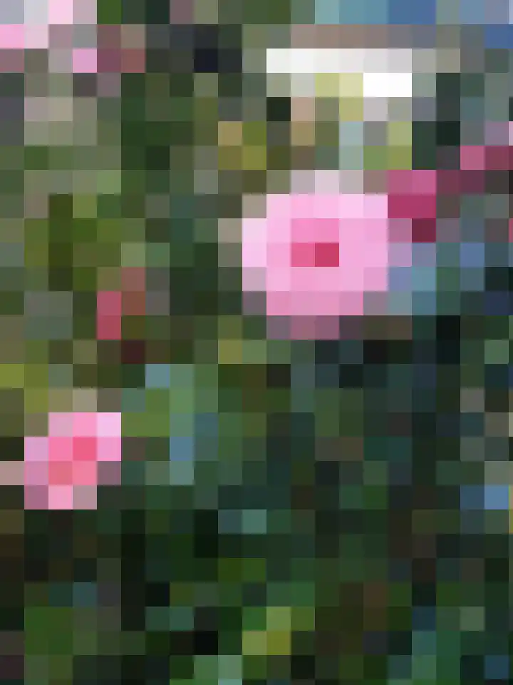 De Schure 15 Vledder thumbnail 42