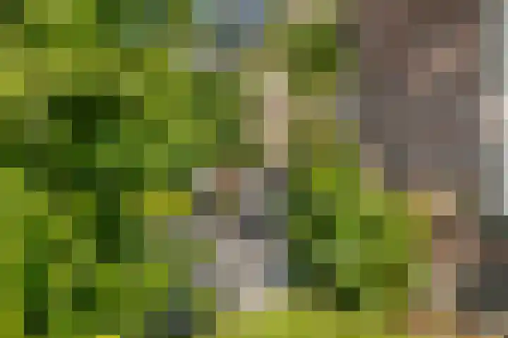 De Simmerkrite 14 Heeg thumbnail 30