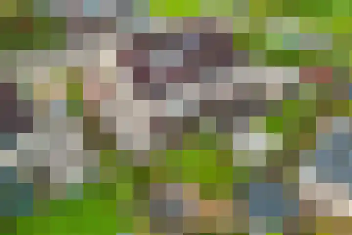 De Skuorrereed 6 Mantgum thumbnail 41