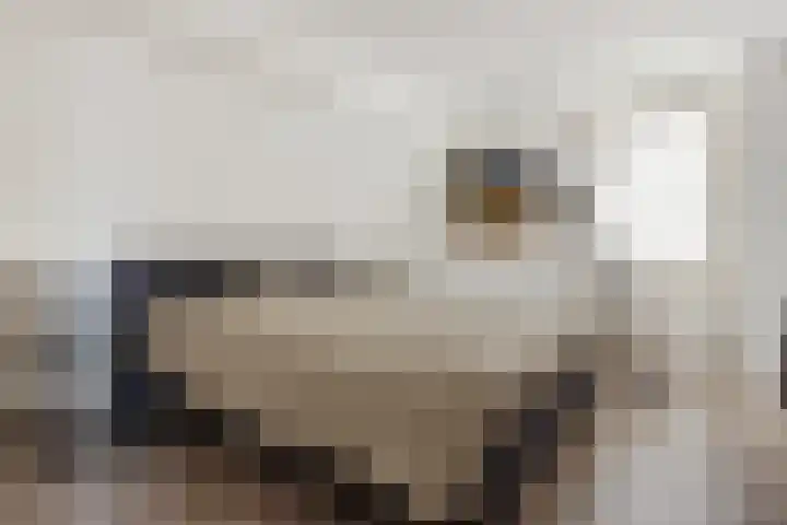 De Skûte 4 IJlst thumbnail 19