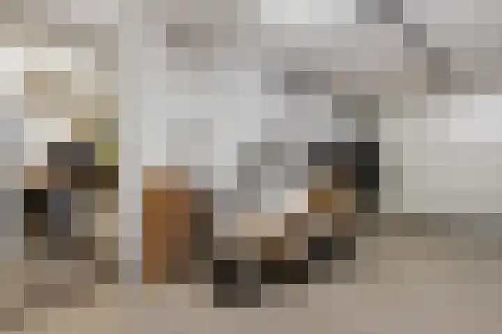 De Skûte 4 IJlst thumbnail 27