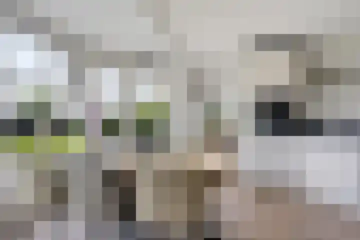De Slieten 8 Borger thumbnail 19