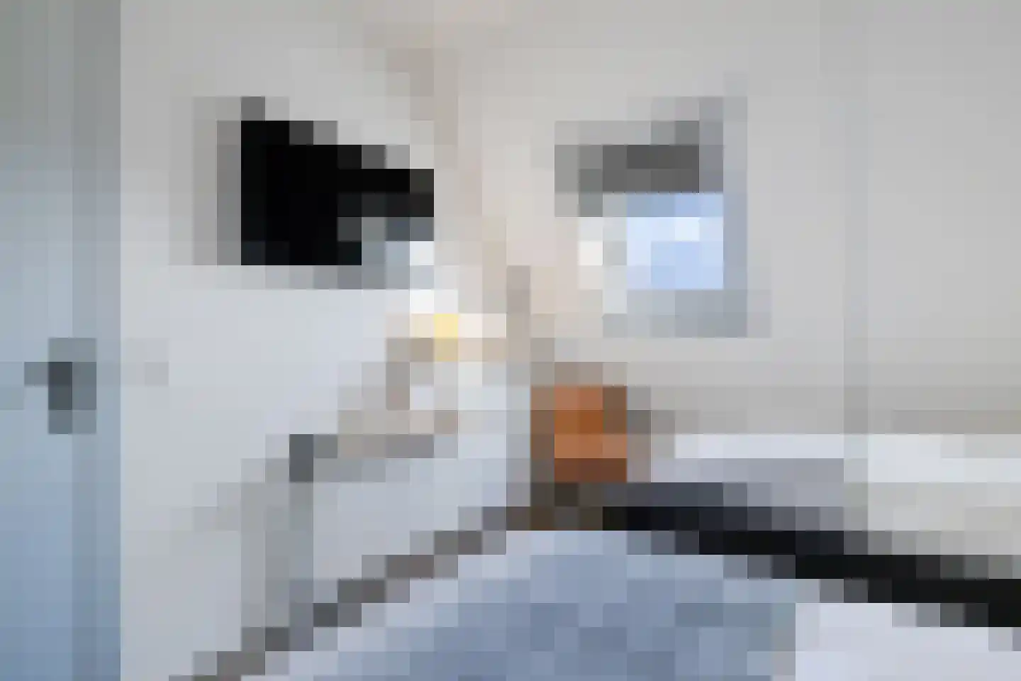 De Slinke 16 Burdaard thumbnail 15