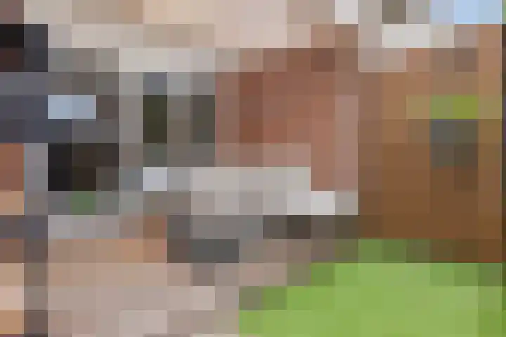 De Sluis 41 Leek thumbnail 33