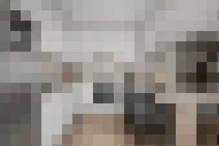 De Smelen 37 Bladel thumbnail 11
