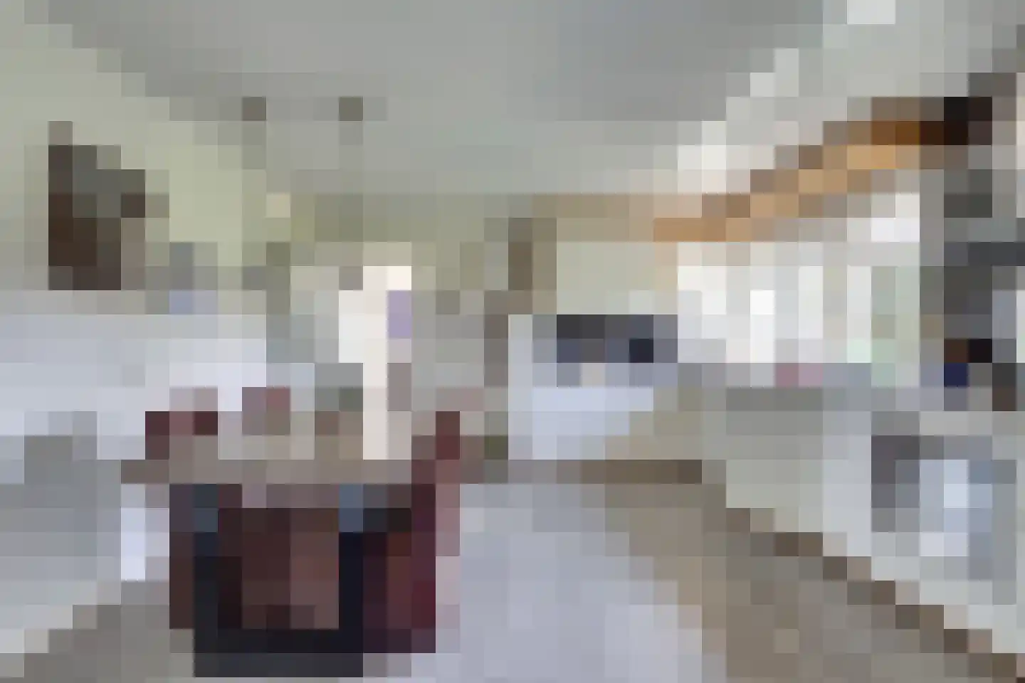 De Smeule 5 Nieuwleusen thumbnail 22