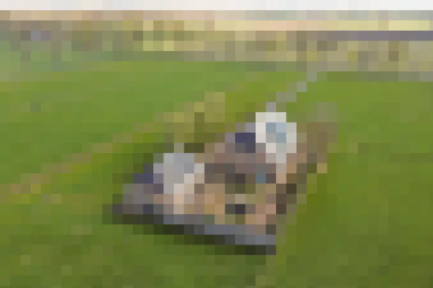 De Smeule 5 Nieuwleusen thumbnail 63