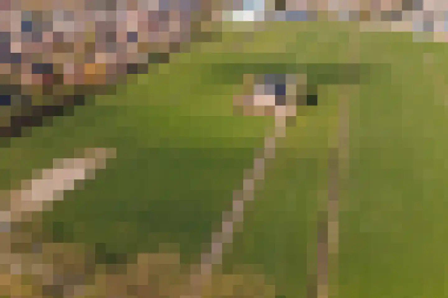 De Smeule 5 Nieuwleusen thumbnail 64