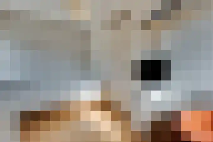 De Snieder 2 Groenlo thumbnail 38