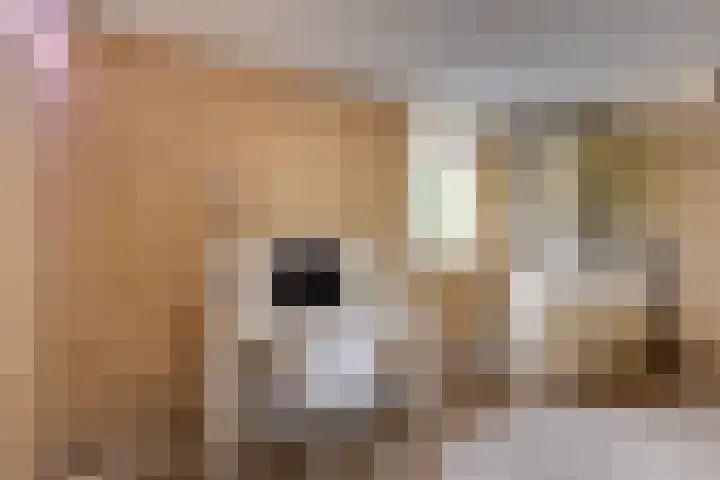 De Snieder 2 Groenlo thumbnail 53