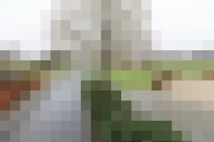 De Snieder 38 Groenlo thumbnail 45