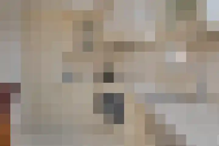 de Snoekbaars 29 Bergschenhoek thumbnail 13
