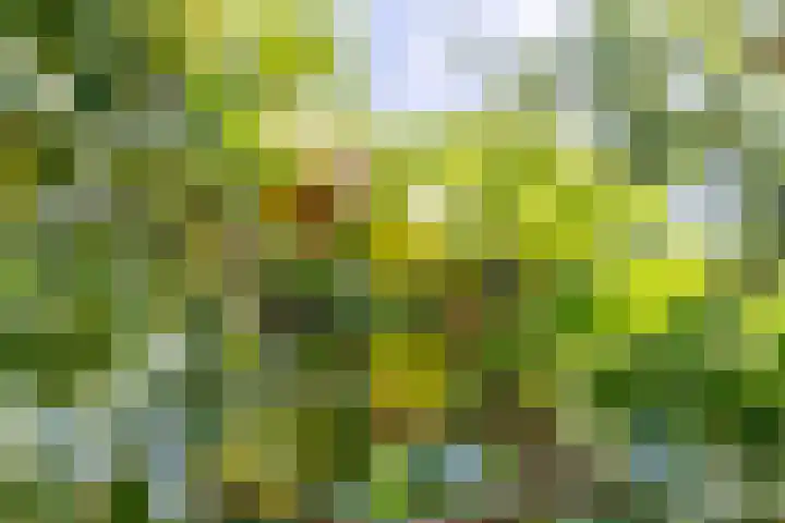 De Soel 3 Zoelen thumbnail 7