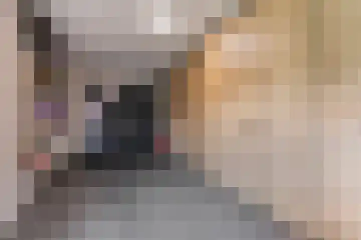 de Speelman 27 Reusel thumbnail 18