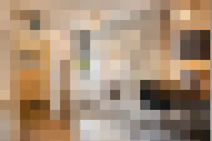 De Spinne 12 Goes thumbnail 8