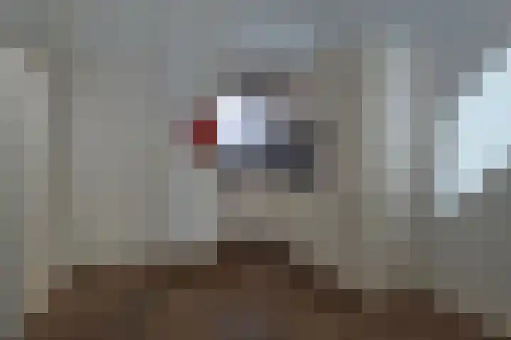 De Spinne 26 Goes thumbnail 12