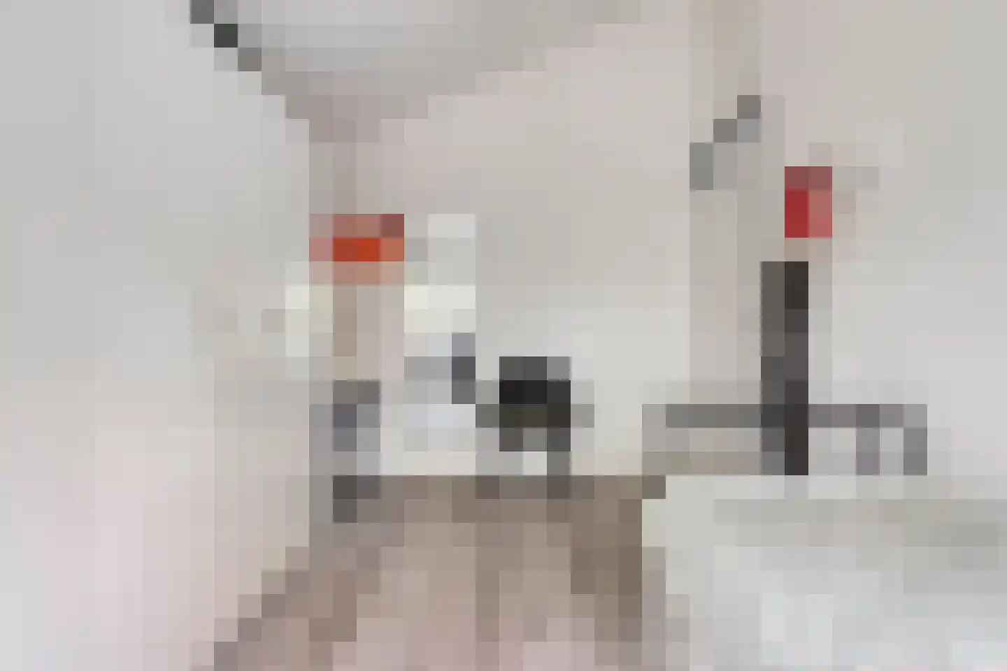 De Spinne 31 Goes thumbnail 29