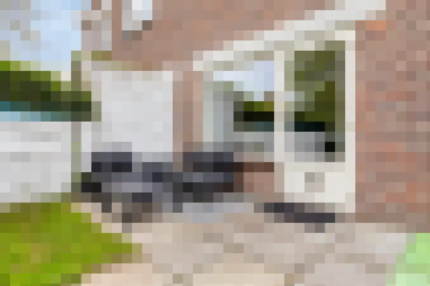 De Spinne 31 Goes thumbnail 33