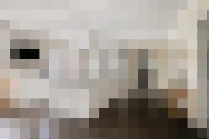 De Stad 6 Veghel thumbnail 13
