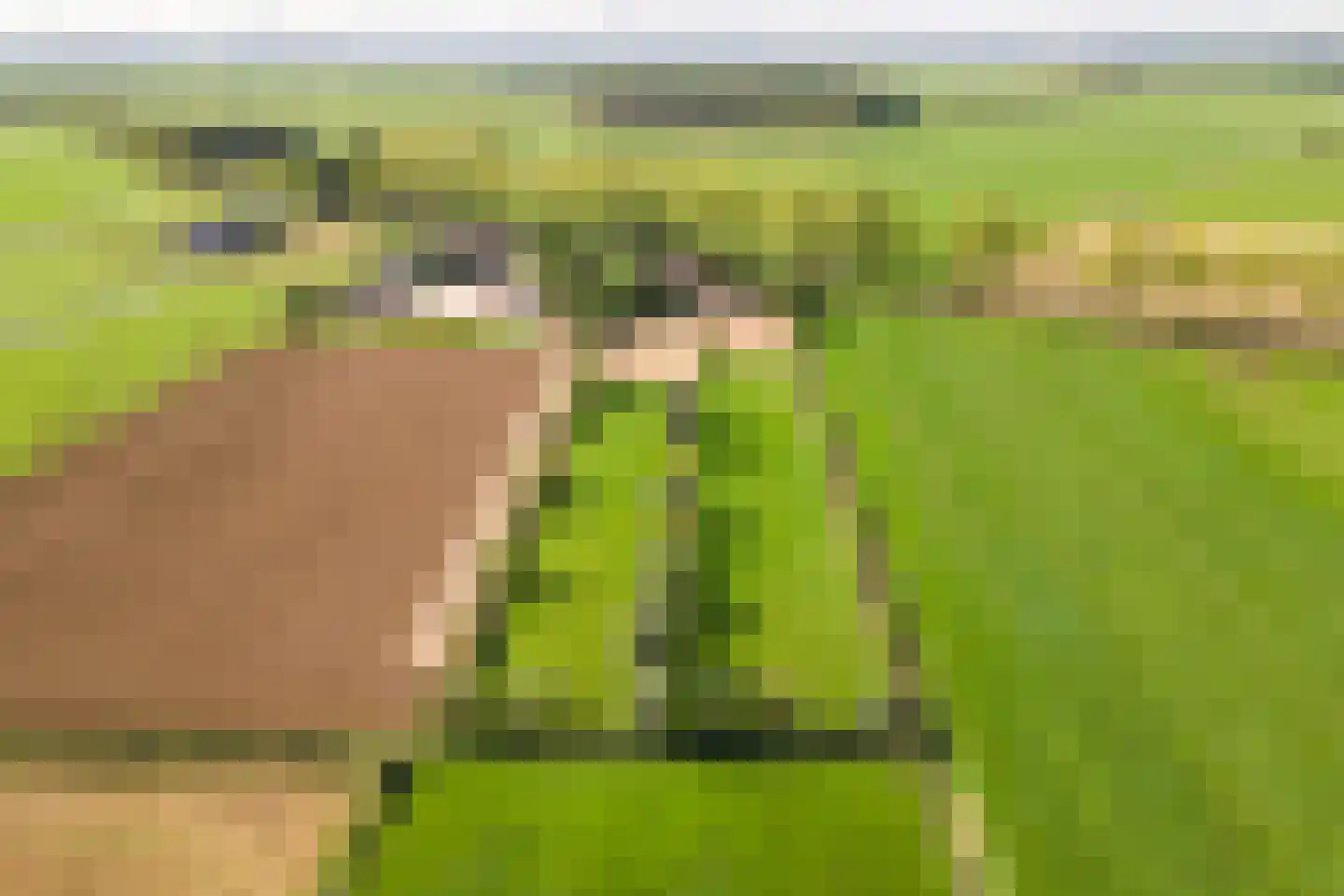De Steeg 3 Ingen thumbnail 83
