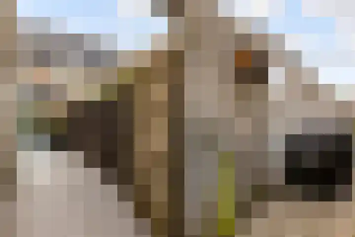 De Steen 11 Houten thumbnail 75