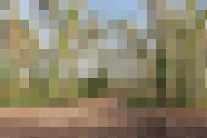 De Steenkamp 115 Voorthuizen thumbnail 37