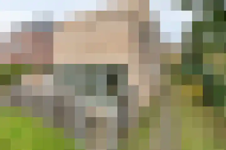 De Steg 2 Zeddam thumbnail 11