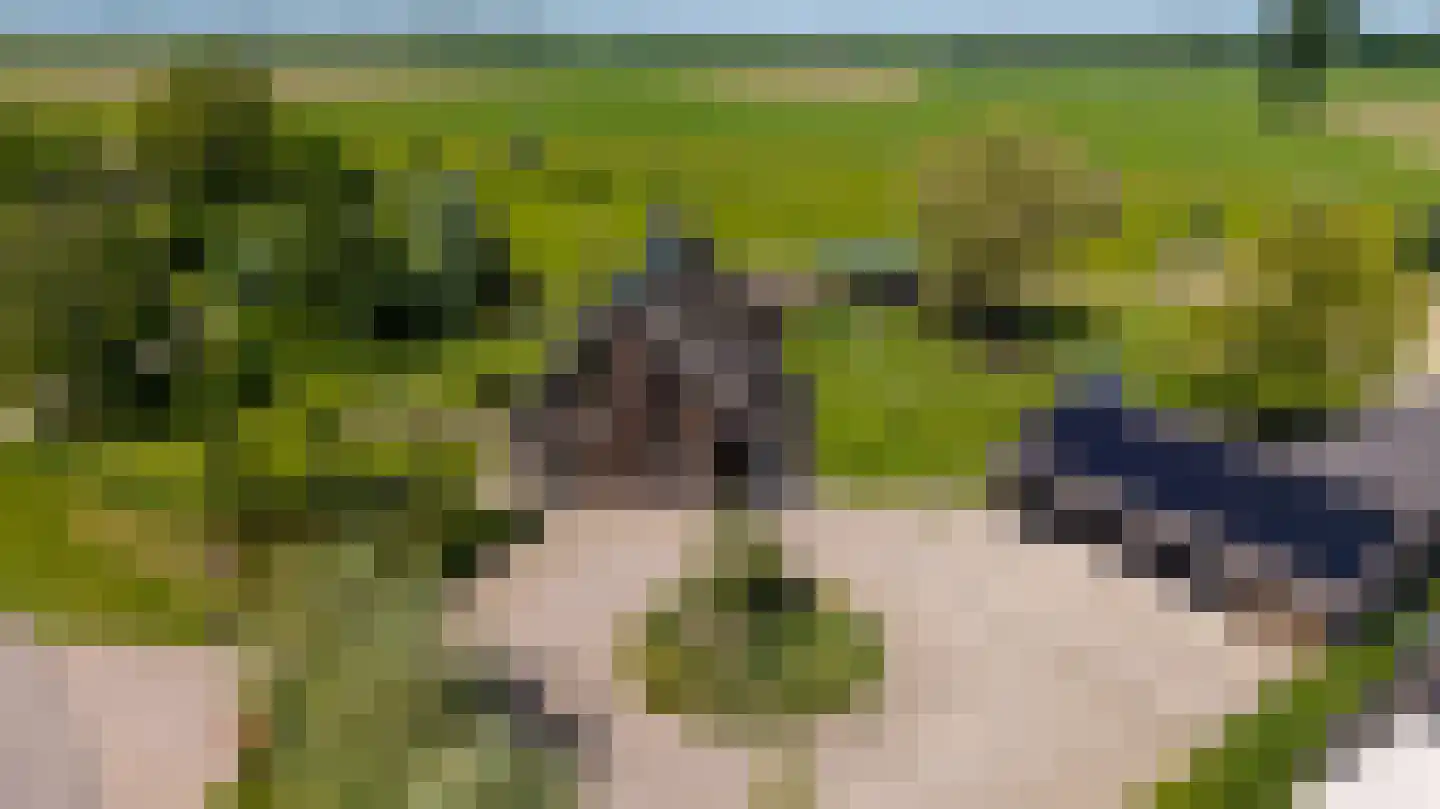 de Stege 1 Veessen thumbnail 4