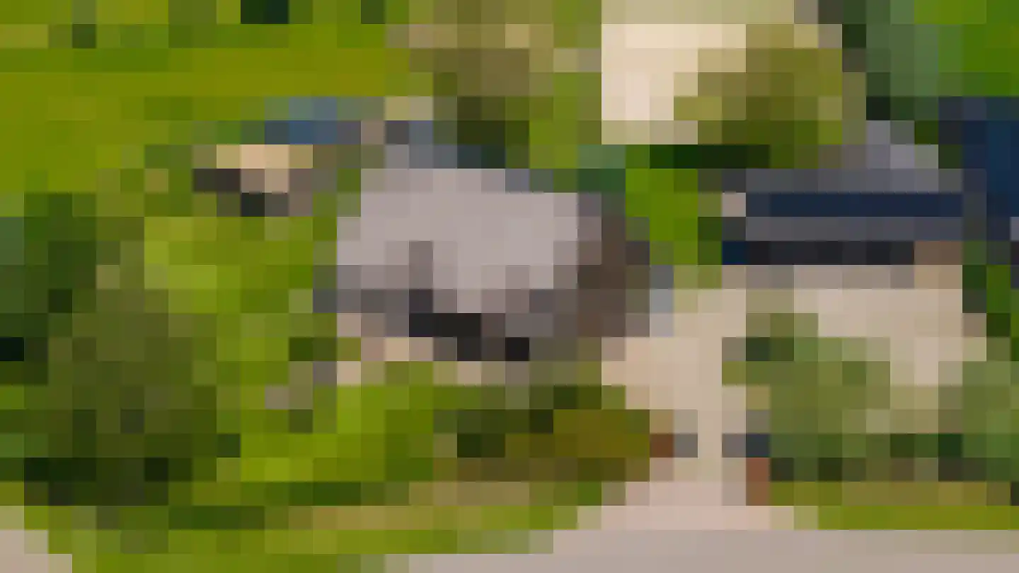 de Stege 1 Veessen thumbnail 51