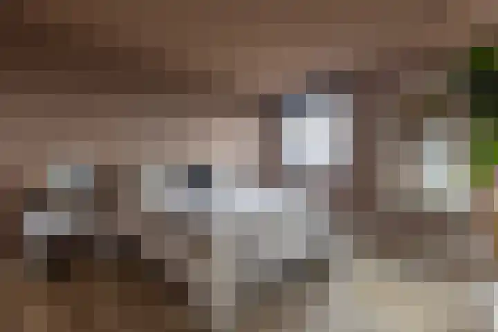 De Stelling 17 Muiden thumbnail 18