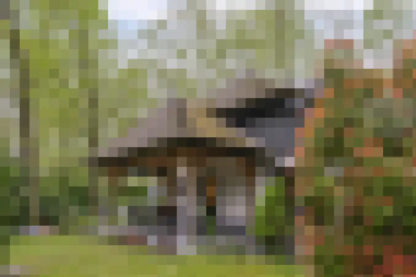 De Stille Wille 26 Oost West en Middelbeers thumbnail 7