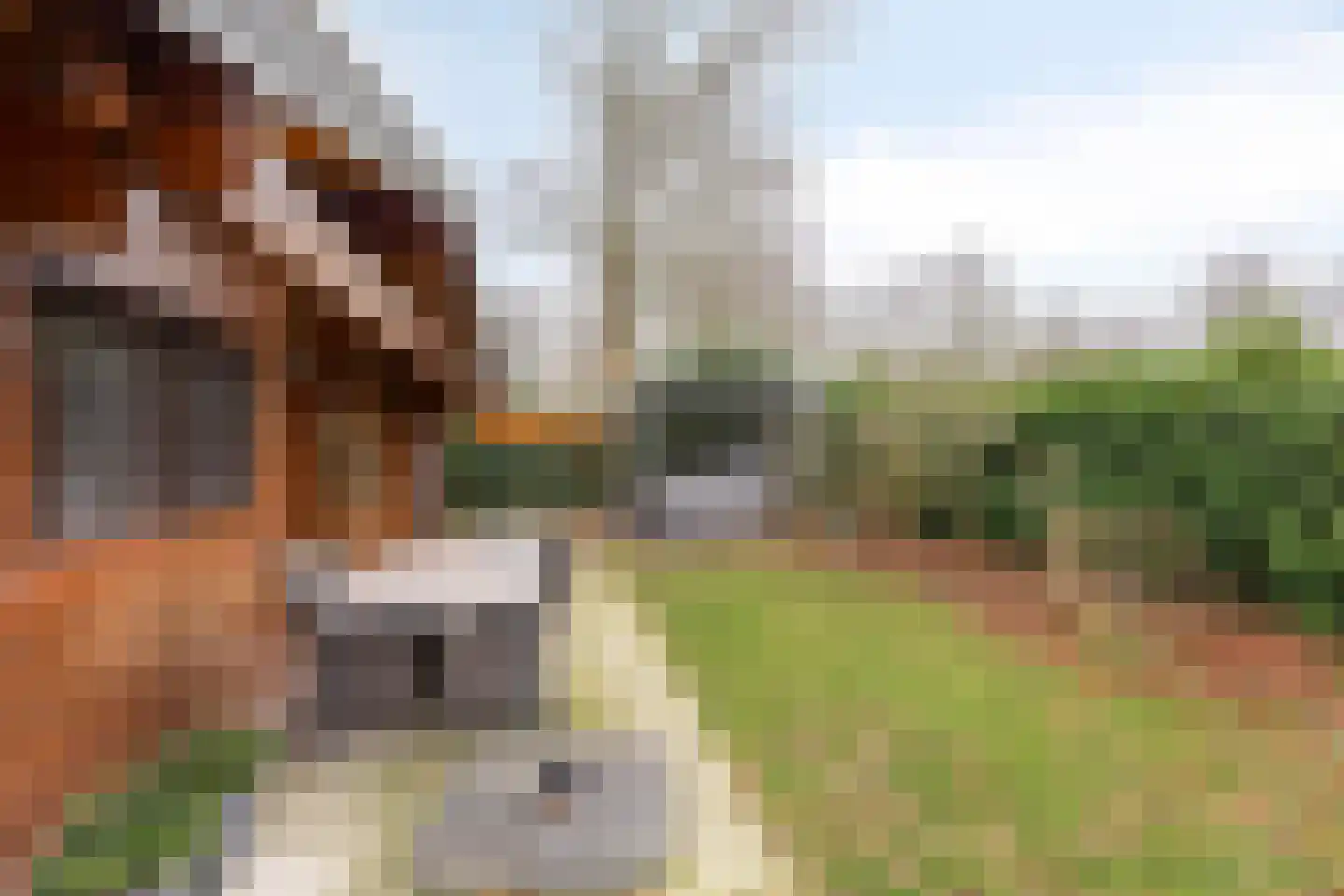 De Stille Wille 271 Oost West en Middelbeers thumbnail 30