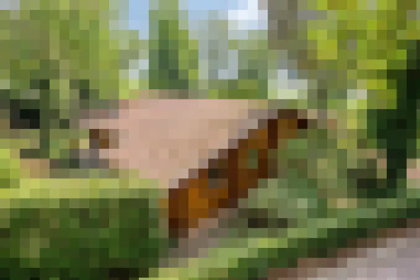 De Stille Wille 311 Oost West en Middelbeers thumbnail 23