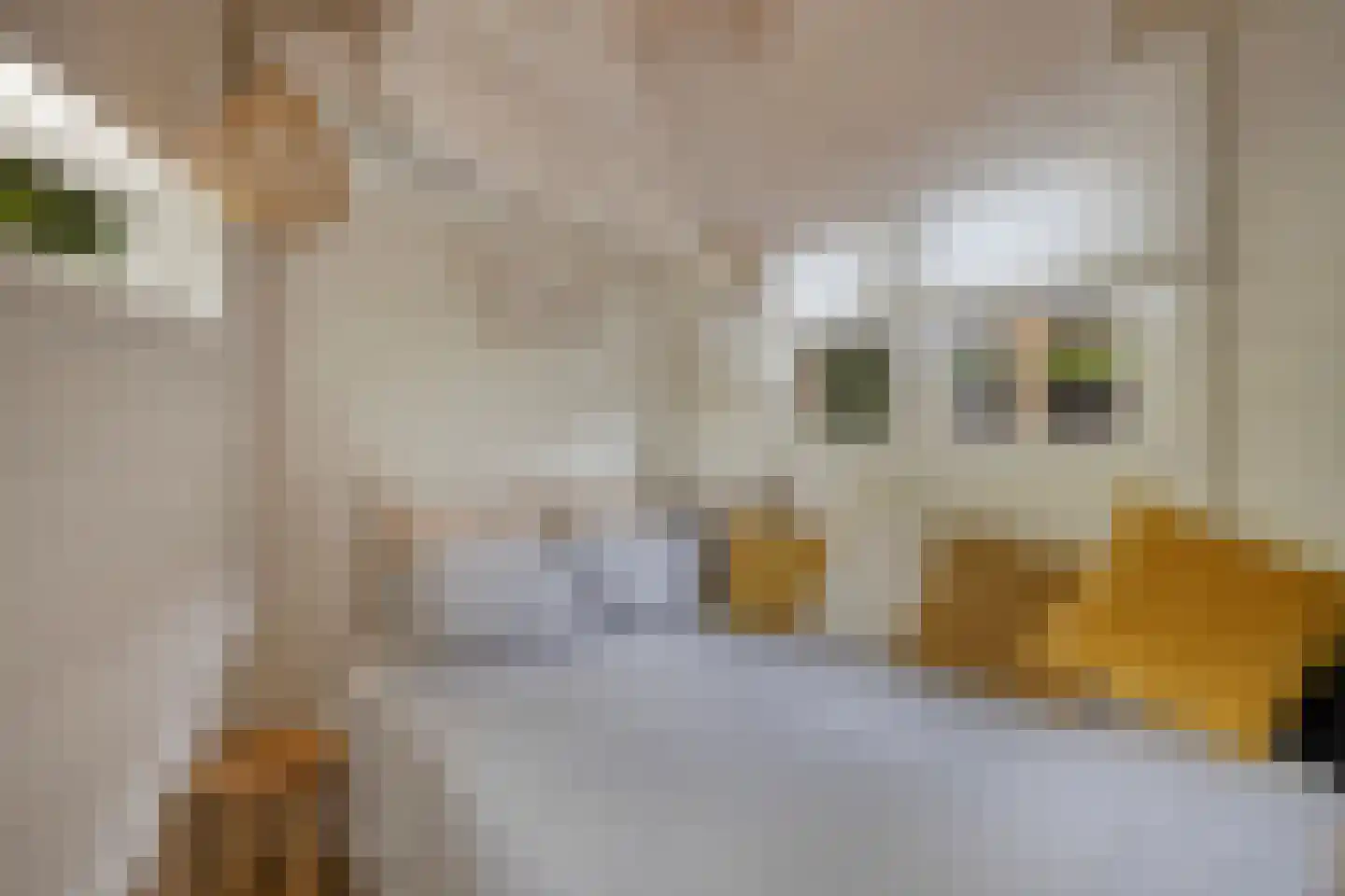 De Stille Wille 319 Oost West en Middelbeers thumbnail 30