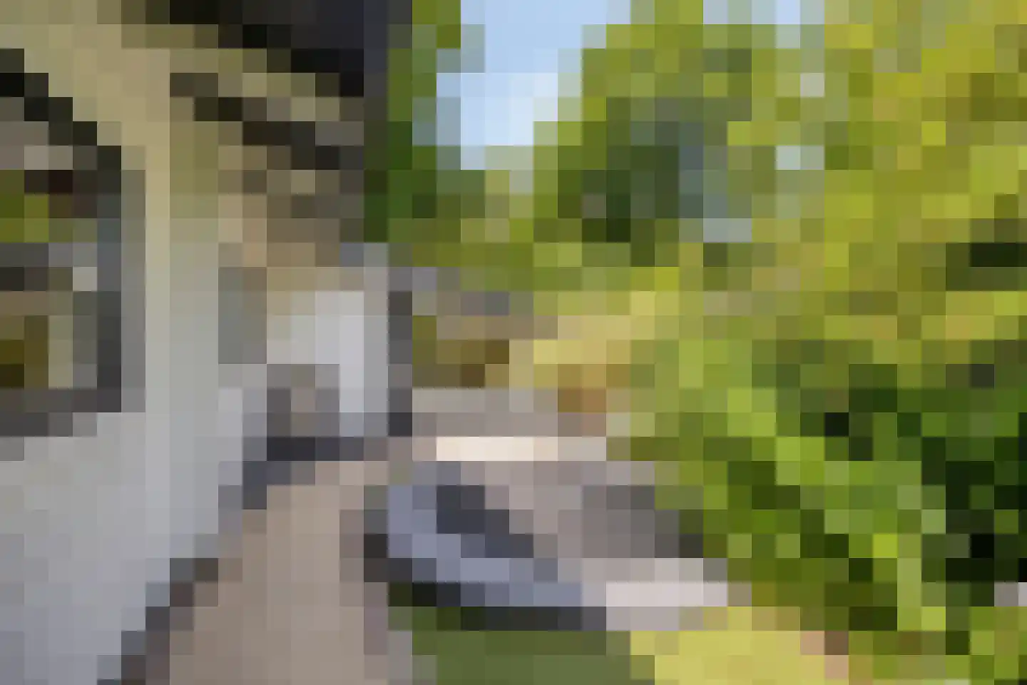 De Stille Wille 319 Oost West en Middelbeers thumbnail 47