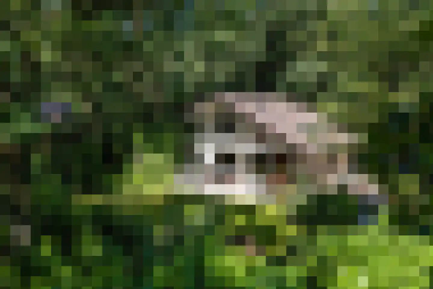 De Stille Wille 55 Oost West en Middelbeers thumbnail 24