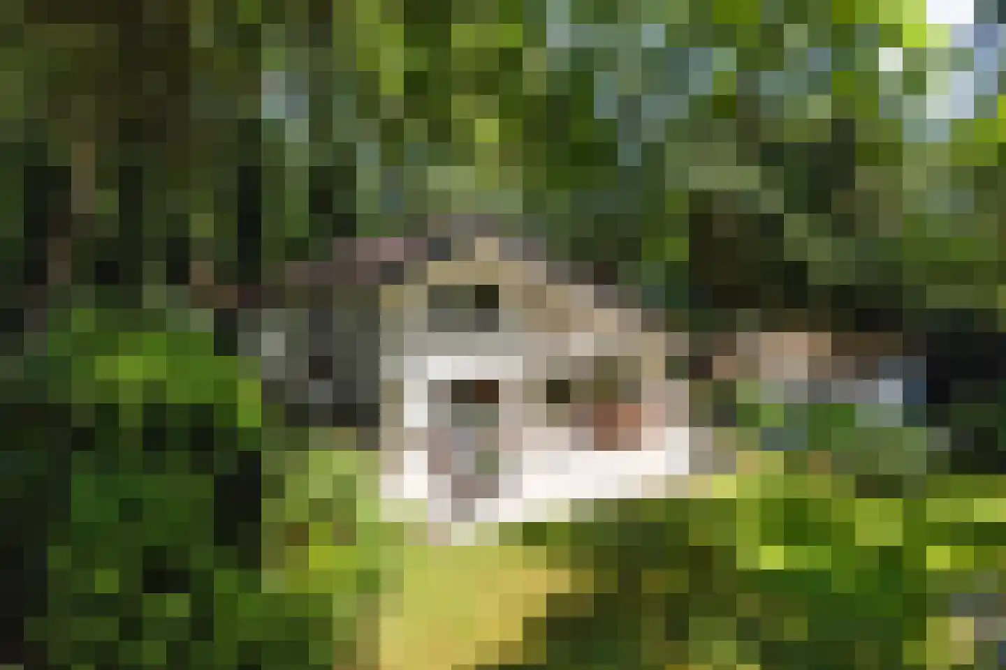 De Stille Wille 55 Oost West en Middelbeers thumbnail 26