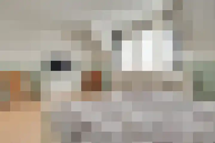 de Stoelenmatter 19 Heeze thumbnail 24