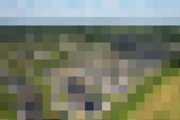 De Strânljip 21 Hurdegaryp thumbnail 56