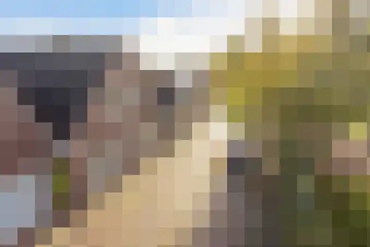 De Streek 17 Ferwert thumbnail 29