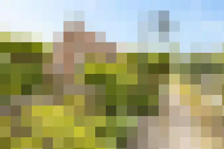 De Streep 14 Nieuwolda thumbnail 19