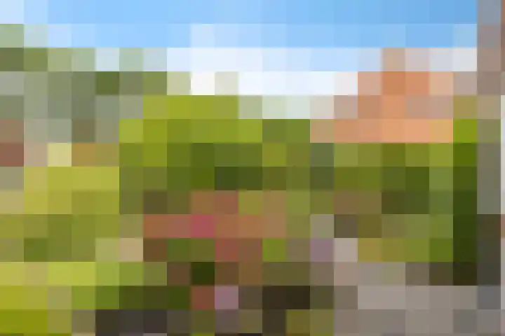 De Streep 14 Nieuwolda thumbnail 22