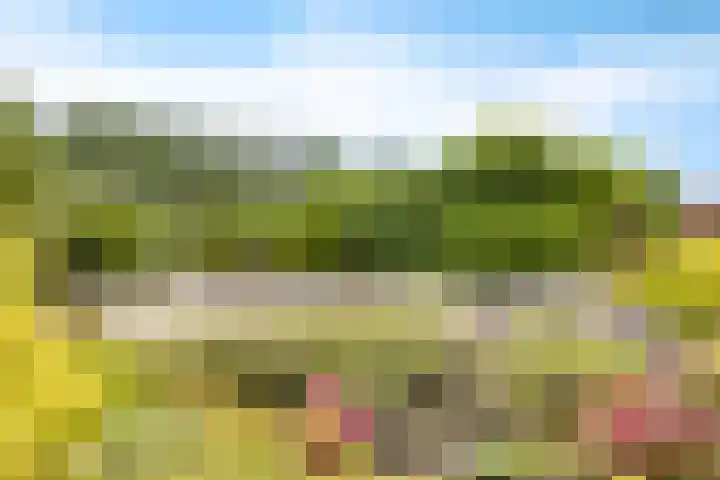 De Streep 14 Nieuwolda thumbnail 26