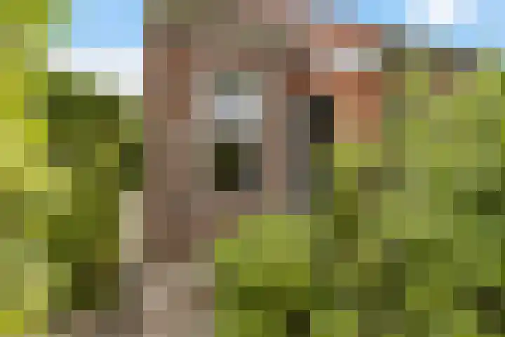 De Streep 14 Nieuwolda thumbnail 31